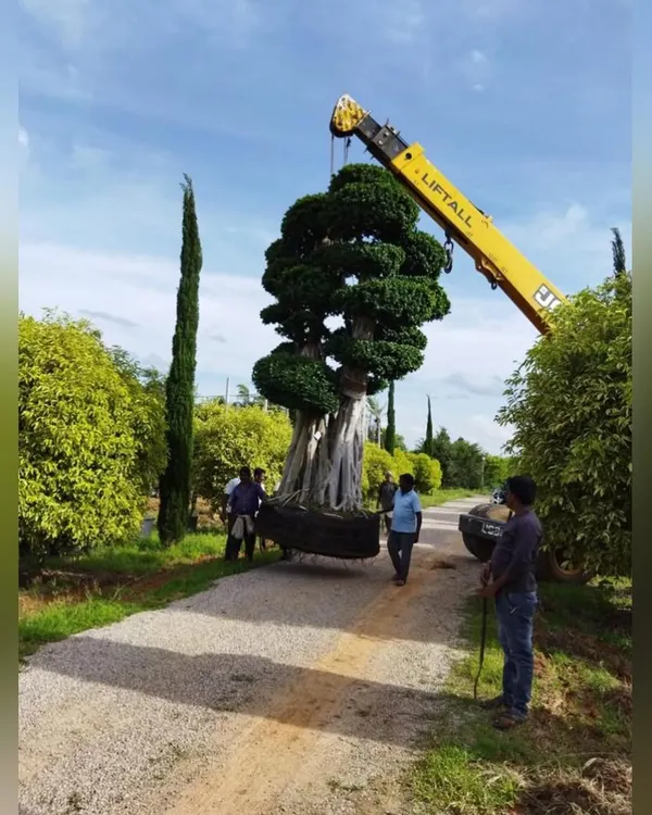 The process begins with sourcing the perfect specimen. Here, a magnificent, sculpted Ficus tree is carefully prepared for transport from the nursery to the project site.