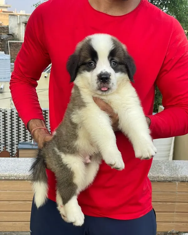 This Saint Bernard male puppy is available and looking for a new home. He has a heavy build and the classic, gentle face of the breed, promising to grow into a large and loving dog.