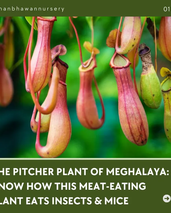 Meet the Pitcher Plant of Meghalaya, a fascinating carnivorous plant. This is Nepenthes khasiana, a meat-eating plant that is known to eat insects and even small mice.