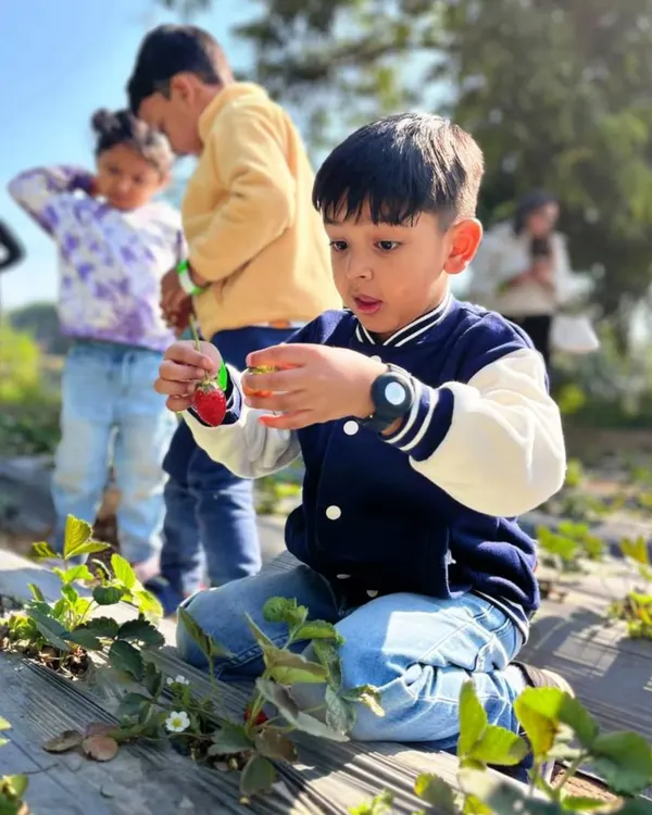 A little farmer carefully inspects his find. Our strawberry patches are a favorite spot for kids to learn about how fruit grows and to taste the sweetness of a truly fresh-picked berry.