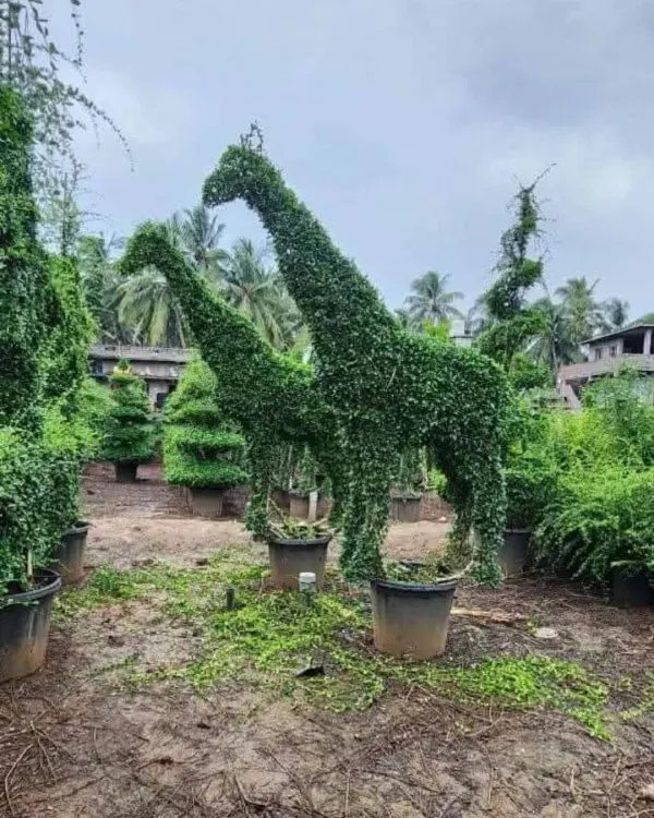 A pair of life-sized giraffe topiaries, meticulously shaped from dense green foliage. These sculptures are shown in my nursery, ready to be transported to add a touch of the wild to a garden or commercial property.