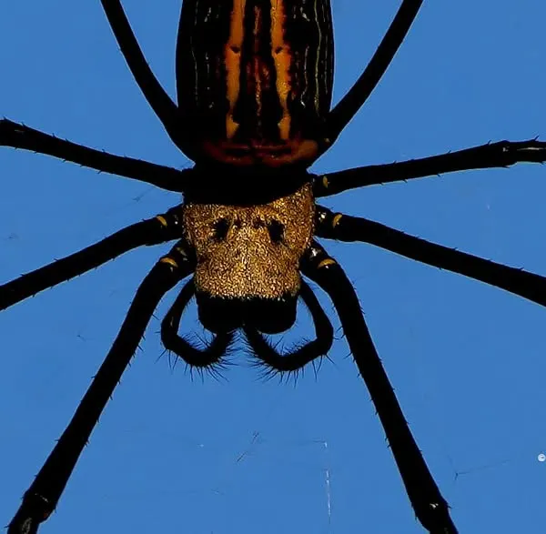 A close-up of a Giant Wood Spider against a brilliant blue sky. The detail on its body looks almost like a skull, giving this incredible arachnid a fierce and fascinating appearance.