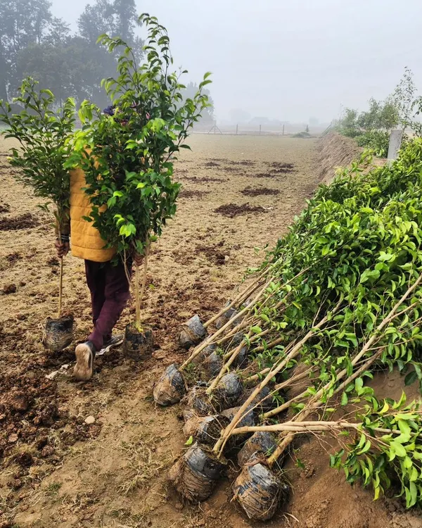 A worker carries young saplings for planting at our farm. This is where the journey begins for the beautiful hedges and trees we supply.