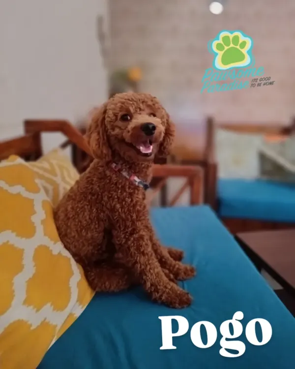 A big, happy smile from Pogo the Toy Poodle. He's a regular here and always brings so much joy.