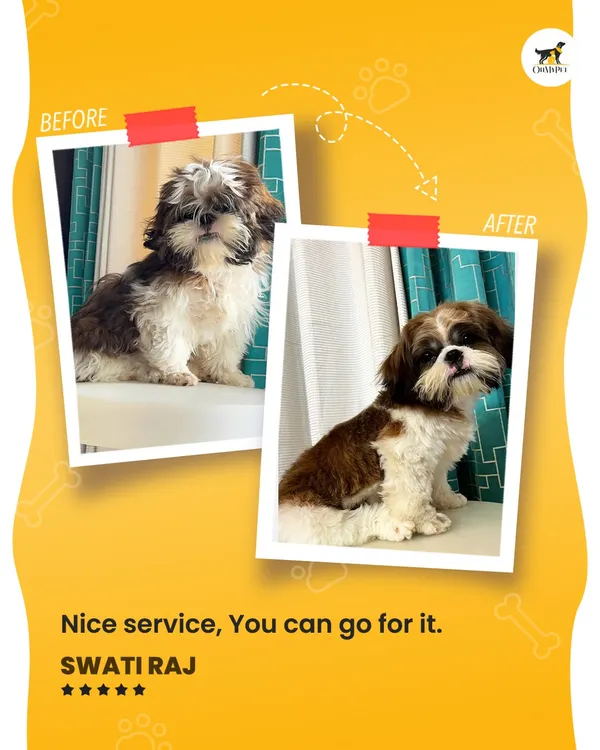 This is what it's all about. A fresh haircut and a happy client. This little Shih Tzu got a complete makeover, and I love seeing them go from shaggy to chic, feeling comfortable and looking their best.