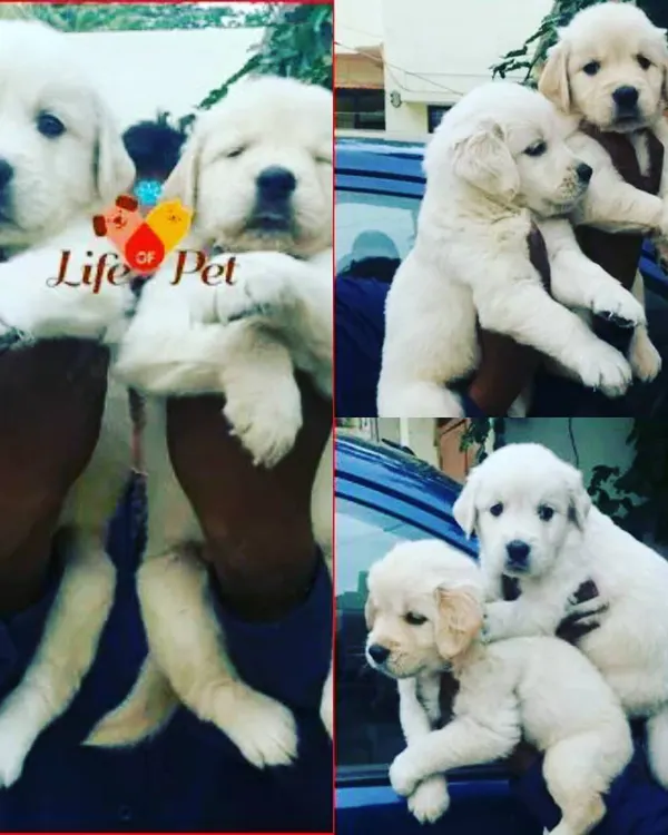 A collage showing several fluffy, cream-colored Golden Retriever puppies. This gives you a glimpse of their playful and gentle nature, from close-up portraits to group shots, highlighting why they are such a beloved family breed.