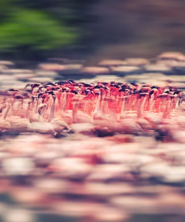 This is my interpretation of the energy and movement of a flamingo courtship dance, captured using a slow shutter speed to create a painterly effect. For me, photography is not just about freezing a moment, but about conveying the spirit and motion of life itself. This fine art piece, "Flamingo Frenzy," was featured in the Best of Sanctuary Asia Photoawards.