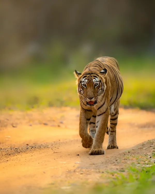 A frontal shot of a tiger walking down a jungle path in Tadoba. This direct approach shows the animal's confidence and command over its territory. It's a classic wildlife photography moment that I am always thrilled to capture.