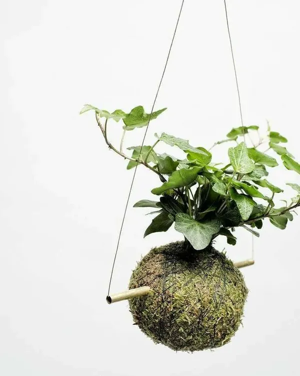 This is a hanging Kokedama, a beautiful and minimalist way to display plants. The moss ball acts as a natural container, allowing you to hang greenery in any corner of your home, creating a floating, living piece of art.