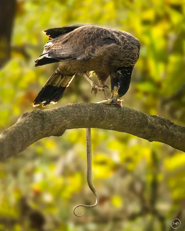 A Crested Serpent Eagle perched on a branch, devouring a snake. The golden light and the dramatic subject make this a powerful image of a predator at work.
