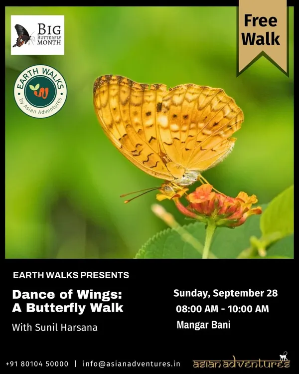 A Common Leopard butterfly featured on our poster for a free "Dance of Wings" walk at Mangar Bani. This walk, part of Big Butterfly Month, explores the sacred grove's rich lepidopteran diversity.