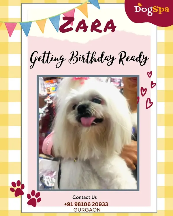 The lovely Zara getting birthday ready. I love helping pets look their absolute best for special occasions and celebrations.