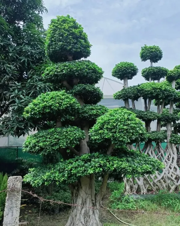 A magnificent, large Ficus bonsai from our collection, showcasing its thick trunk and well-developed canopy. This type of tree is a significant investment and a stunning focal point.