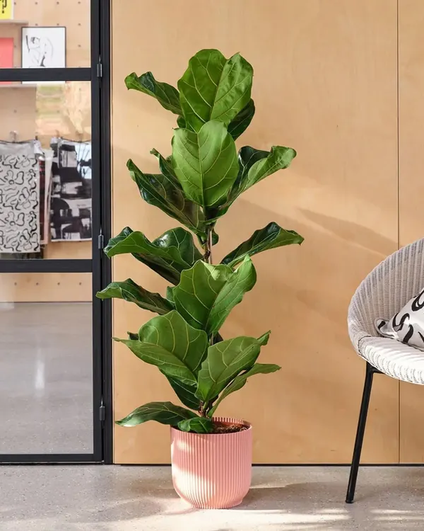 A beautiful Fiddle Leaf Fig in a modern pink pot, perfect for adding a touch of green elegance to any corner of your home. This is one of the most popular indoor plants I offer for Bangalore homes.