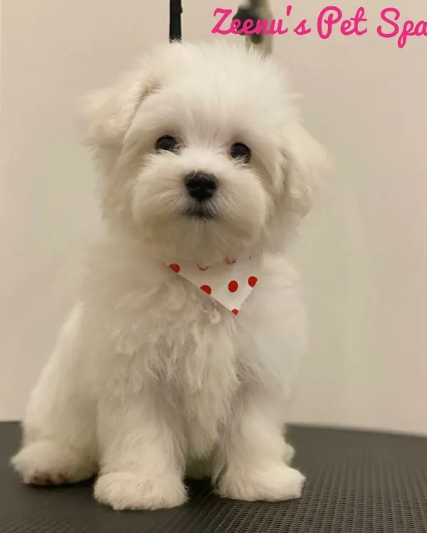This tiny Maltese puppy, Tofu, is ready for his close-up after a gentle introduction to grooming. He's wearing a cute polka-dot bandana to celebrate his first spa day.