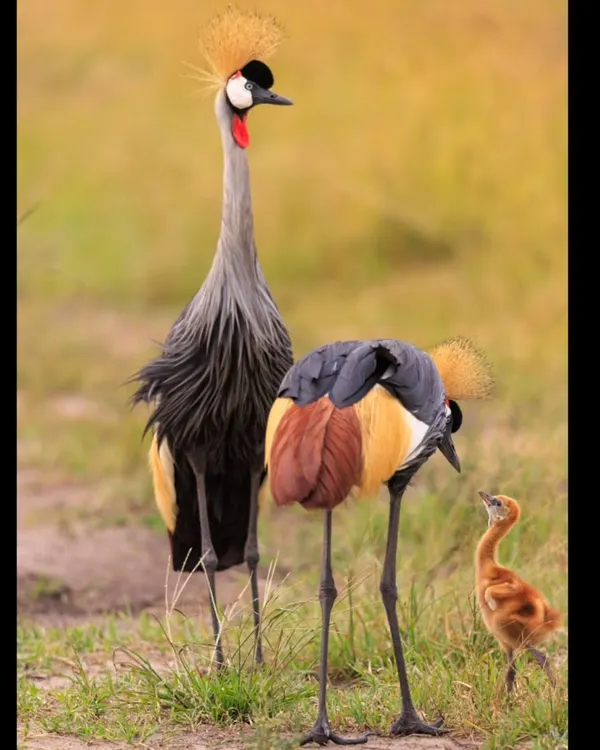 A beautiful family portrait of Grey Crowned Cranes in the Kenyan grasslands. The parents attentively watch over their small chick, a heartwarming scene we were lucky to witness.