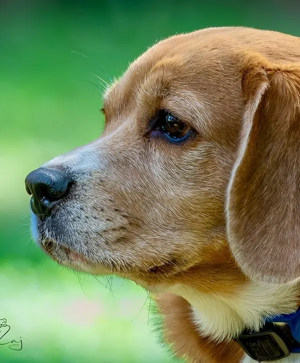 A classic profile shot of a handsome Beagle against a lush green background. This type of portrait highlights the breed's distinct features and noble expression, creating a timeless piece of art.