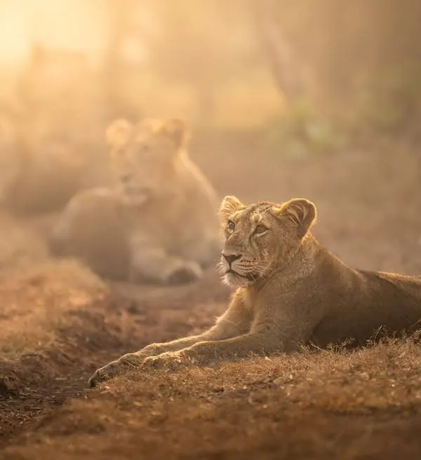 A young Asiatic lioness from the pride, resting in the golden morning light of Gir National Park. They weren’t hunting or moving, just existing, and in that stillness, I felt the immense power and presence of these magnificent animals.