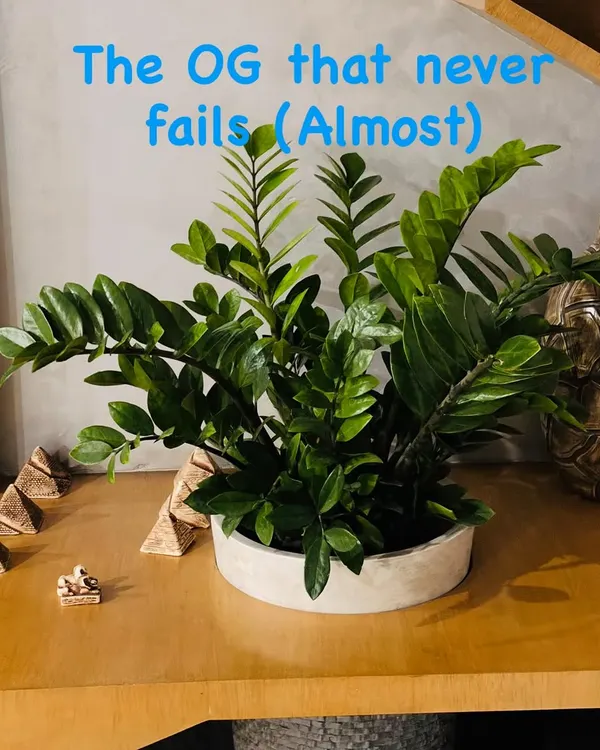 This is the OG that almost never fails: the ZZ Plant. It's the perfect plant for beginners or anyone who is afraid they'll kill plants. The only way to really hurt it is by overwatering.