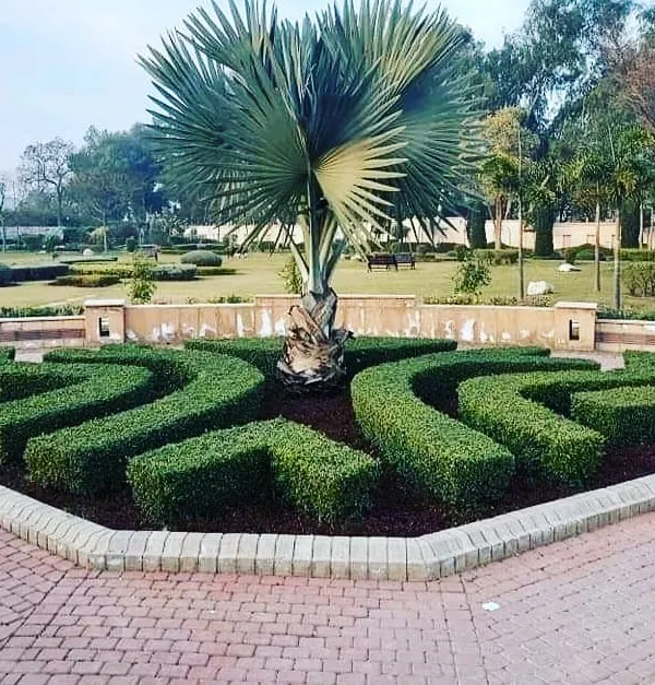 This is a prime example of our custom hedge design work. We can create complex, geometric patterns and shapes that turn your garden's hedges into a stunning focal point.