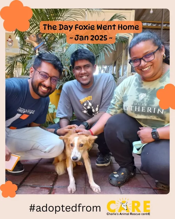 The day it all changed for Foxie. This was the moment she left the shelter in January 2025 with her new family. The journey from a street dog to a beloved pet starts with one decision to adopt.