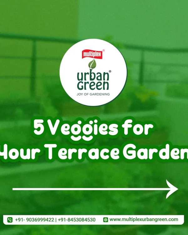 Here are five great vegetables perfect for your terrace garden. Growing your own greens at home is easier than you think, and we provide the seeds and tips to get you started on your journey to fresh, healthy food.