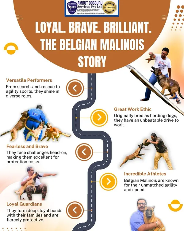 This infographic provides a complete overview of the Belgian Malinois. From their fearless nature in protection tasks to their incredible athleticism, this breed is a versatile and brilliant performer in any K9 role.