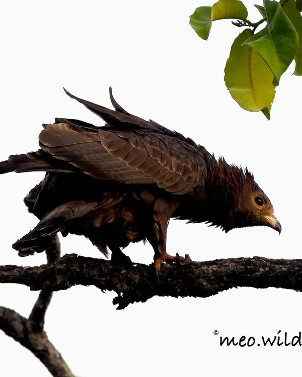 The Indian Spotted Eagle is a formidable raptor. Here, it's perched with its sharp talons gripping the branch, ready to take flight. Its powerful build and hooked beak are perfectly adapted for a life of hunting.