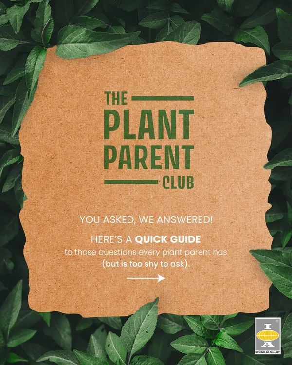Welcome to The Plant Parent Club! We started this series to answer the questions every plant parent has but might be too shy to ask. We're always here to help you on your green journey.