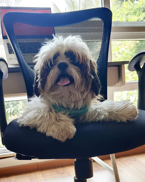 Your dog's comfort is my top priority. My home boarding service is designed to feel just like their own home, where they can relax, explore, and even claim the best seat in the house. This little Shih Tzu has made himself the CEO of the day.