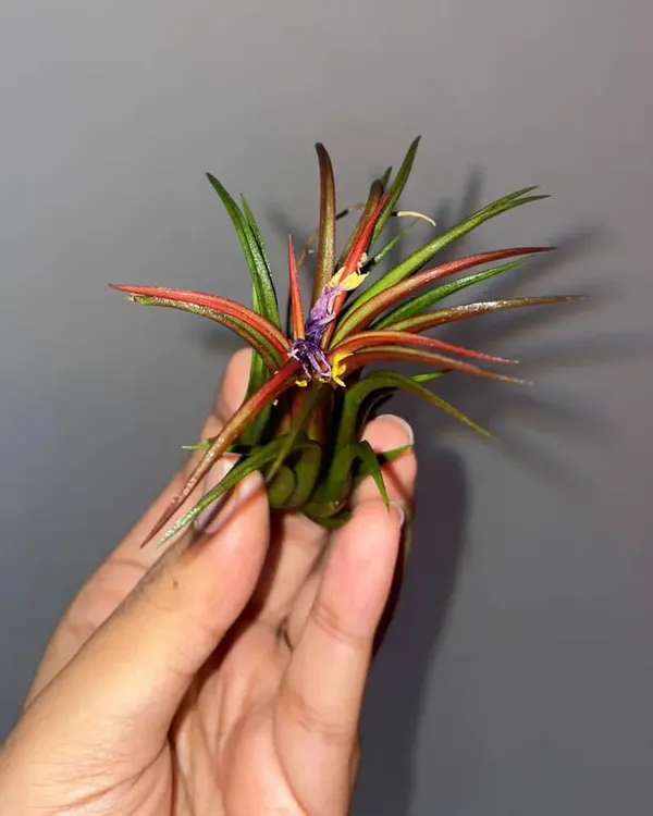 A beautiful Tillandsia ionantha air plant starting to blush, which happens before it flowers. The purple flower coming out is a lovely sight.
