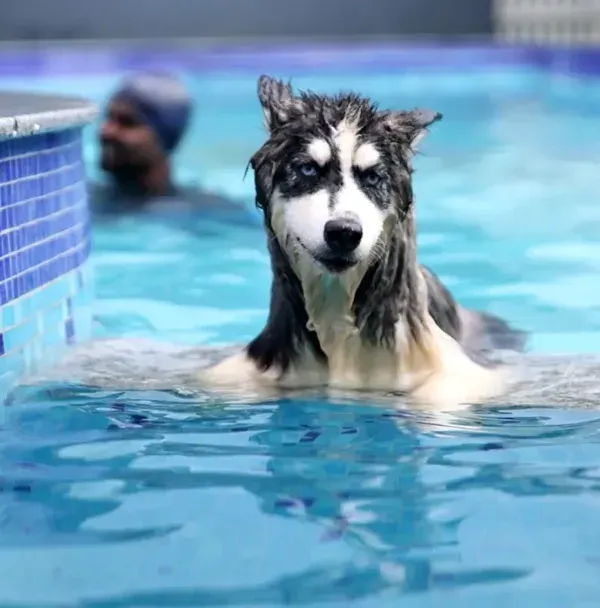 This is the pure joy I love to see. Here's a beautiful Husky enjoying a refreshing dip in our pool, feeling safe and happy in the water. This is what our swimming sessions are all about.