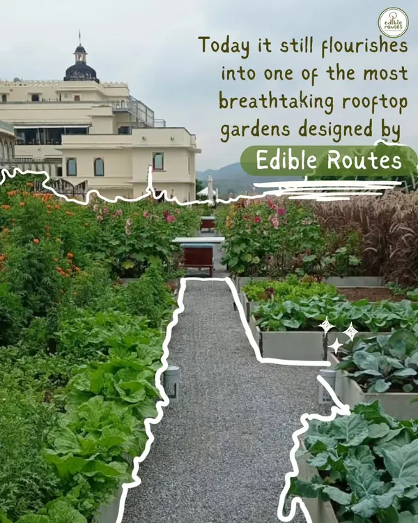 This is the stunning rooftop garden we designed and manage at the RAAS Devigarh heritage hotel. It's a testament to how even grand, historical spaces can be transformed into productive, sustainable, and breathtaking edible landscapes.