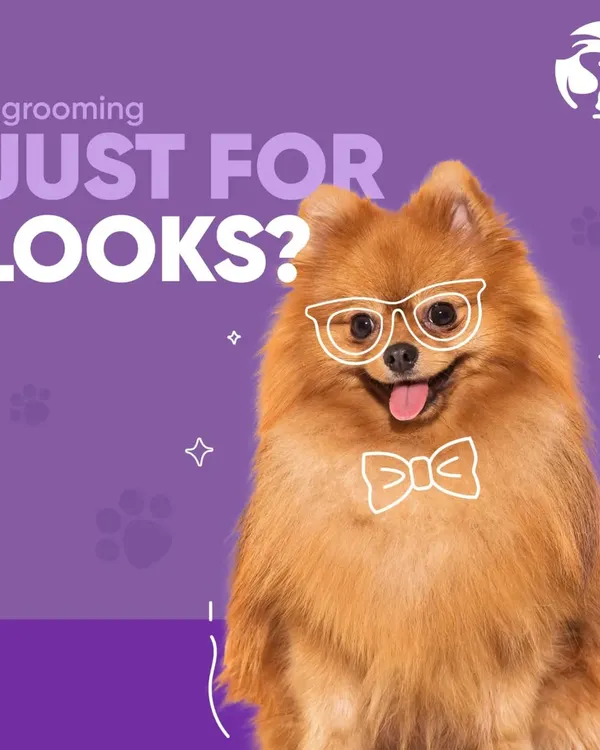 Many people think grooming is only about aesthetics, but it's a crucial aspect of preventative healthcare for your pet. This dapper Pomeranian is here to start the conversation about the health benefits.