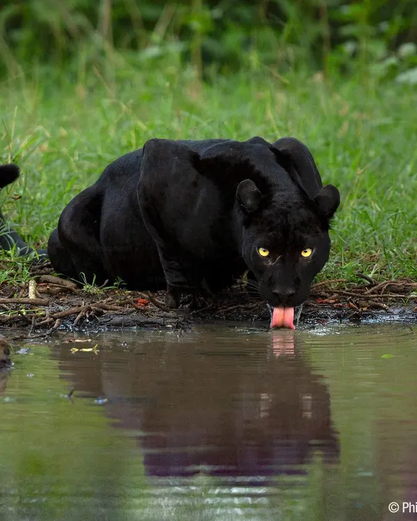 The famous black panther of Kabini stops for a drink, its yellow eyes glowing against its dark coat. This was a breathtaking moment, capturing a reflection of this rare and beautiful animal.
