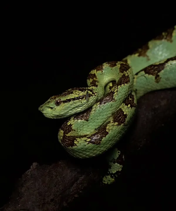 A stunning Malabar Pit Viper from the mystical rainforests of Agumbe. This place is magical for anyone who loves reptiles, and my workshops here are designed to find and photograph these beauties.