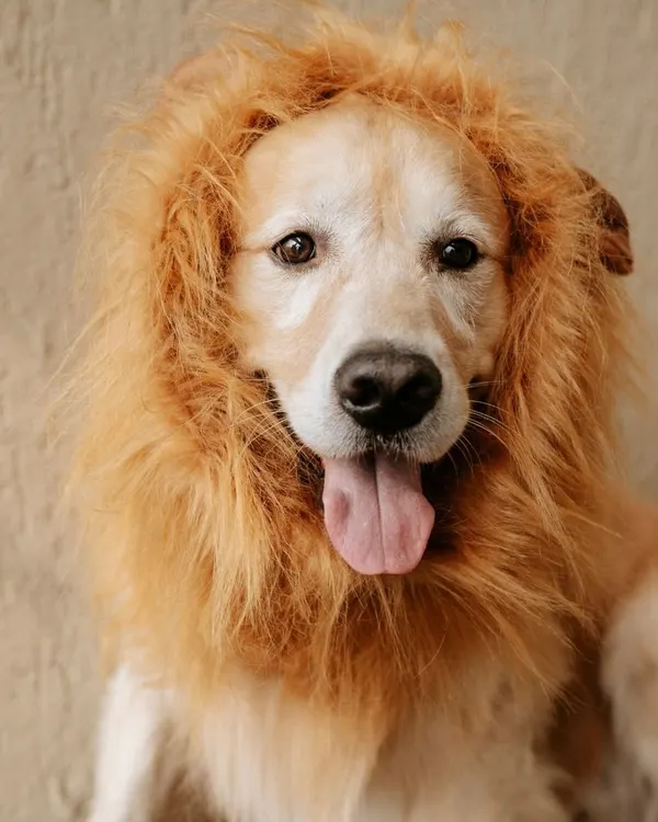 Who's the king of the jungle? Archie the golden retriever is, wearing a hilarious and adorable lion's mane wig.