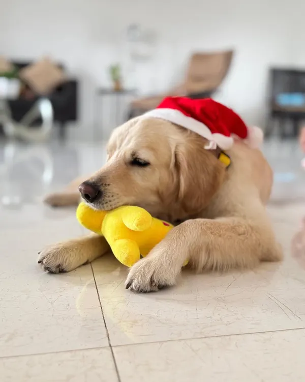 Buddy, a 2-3 year old retriever, is enjoying a quiet moment with his toy. He's a gentle soul who would thrive in a home that loves nature and cuddles.