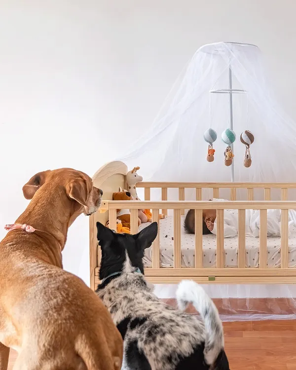 This is the moment I live to capture. Two furry siblings, Yuki and Navi, standing guard over their new baby sister. It’s in these quiet, unposed moments that you see the start of a lifelong friendship, full of protection and gentle curiosity.