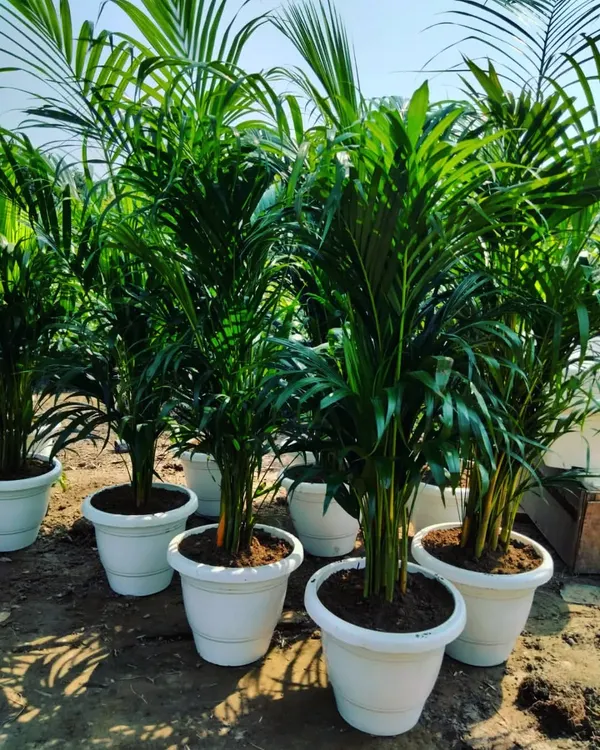 Our Areca Palms are healthy, lush, and ready to brighten up any indoor space. Known for their air purifying qualities, these palms are a top choice for homes and corporate offices looking for natural decor.