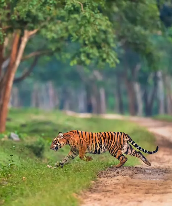 This is what I call a habitat shot. A tiger moving swiftly across a jungle track in Nagarahole, with the forest framing its powerful form. It shows the animal perfectly in its environment.
