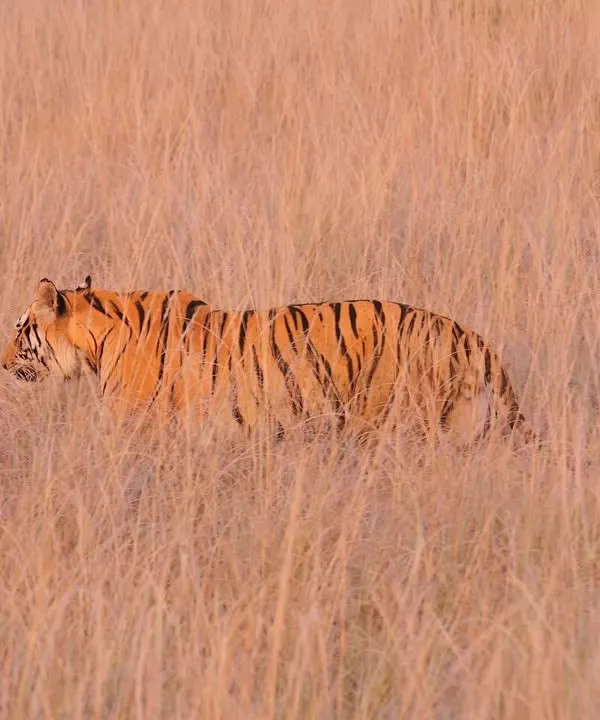 A tiger moving through a glade in the soft glow of a wintry evening. This is the perfect Kipling country setup in the heart of Central India. The calm of the dull golden grass and the varying greens of the gnarled forest, with the great striped beast on the move, reminds me of the sheer drama of the Indian wilds.