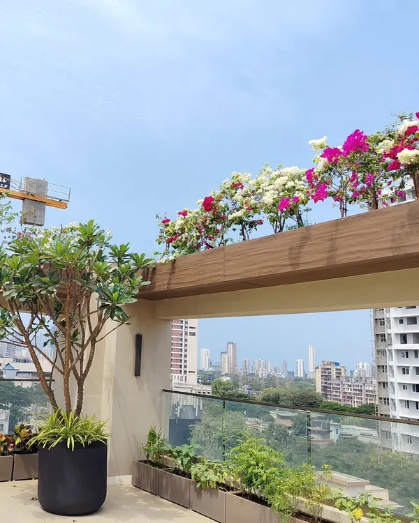 A beautiful view of a terrace garden project, where we used large planters for trees like Plumeria and lined the edges with colorful Bougainvillea, creating a stunning contrast against the sky.