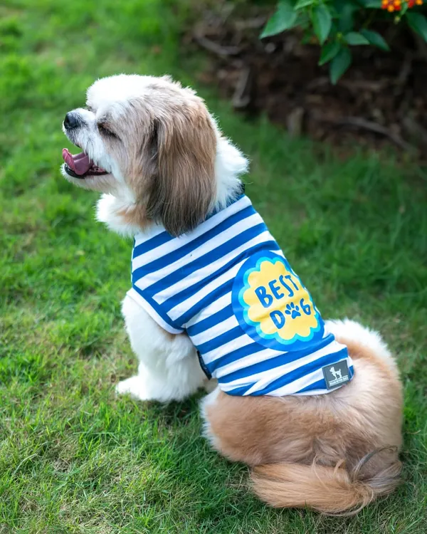 Cookie proudly wearing his 'Best Dog' shirt. Accessories like these are a fantastic way to inject fun and personality into your pet's photoshoot.
