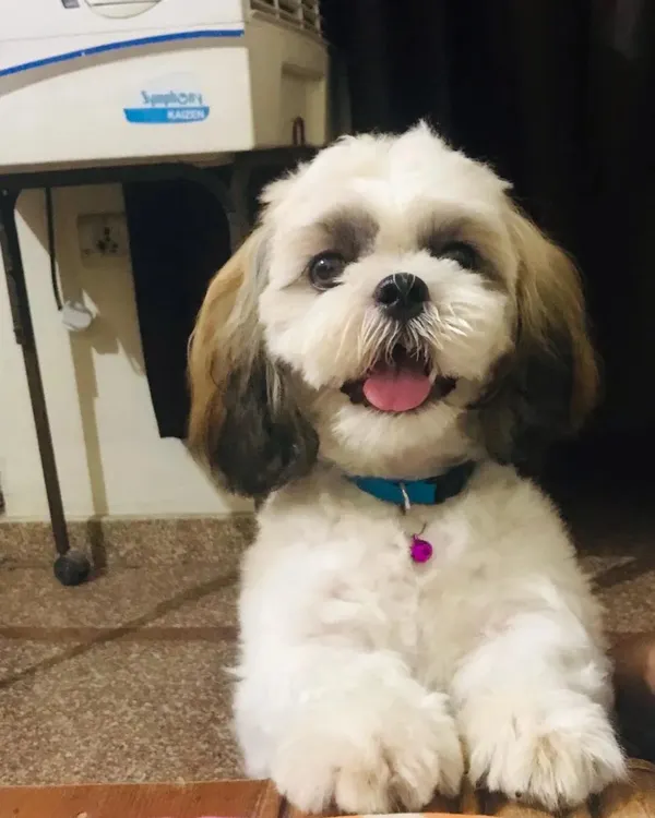 This is the result of my full bath and brush service. I make sure every pet, like this happy Shih Tzu, is left looking fluffy, feeling fresh, and smelling great after their at-home grooming session.