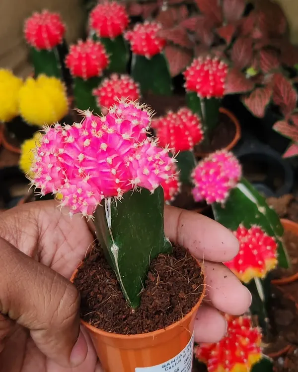 This pink Moon Cactus is a type of grafted cactus. The vibrant top cannot survive on its own, so it's joined to a hardy green base, creating this unique and colorful plant.