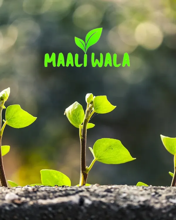 This is our logo, representing new life and our core mission. At Maali Wala, I am dedicated to planting the seeds for a greener, healthier Delhi.