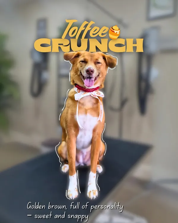 This happy indie dog, affectionately nicknamed 'Toffee Crunch', is all smiles after his grooming session. We ensure every dog, regardless of breed, leaves with a healthy coat and a positive experience.