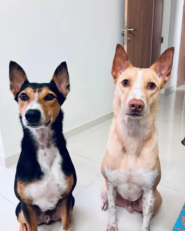 Rolo and Robert, two handsome indie dogs, are finally together with their family in Singapore after a 5-month wait in boarding. Their story is one of incredible patience and love.