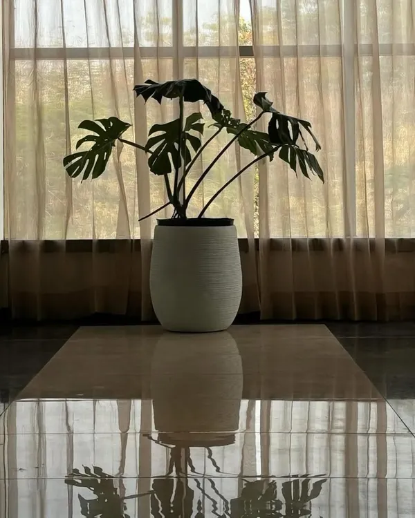 A single Monstera plant, silhouetted against a window, creates a moment of quiet beauty. Its reflection on the polished floor doubles the tranquility, proving that sometimes the simplest arrangements have the most profound impact.